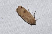 Noctua pronuba