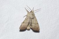 Charanyca trigrammica