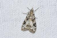 Eudonia delunella