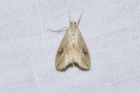 Evergestis forficalis