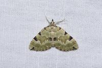 Colostygia pectinataria