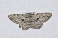 Hypomecis roboraria