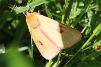 Diacrisia sannio