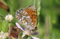 Melitaea phoebe