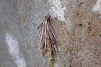 Canephora hirsuta
