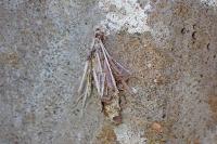 Canephora hirsuta