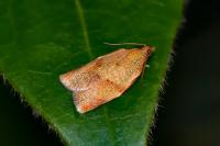 Clepsis consimilana
