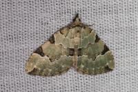 Colostygia pectinataria