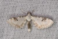 Eupithecia centaureata