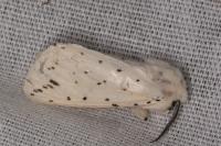 Spilosoma lubricipeda