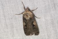 Xestia c-nigrum