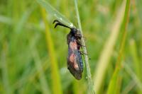Zygaena trifolii