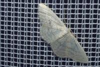 Idaea subsericeata