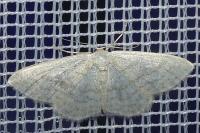 Idaea subsericeata