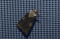 Agrotis puta