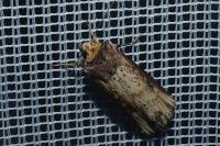 Axylia putris