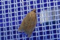 Clepsis consimilana