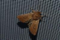 Mythimna albipuncta