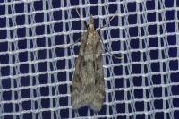 Eudonia angustea