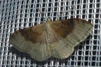 Idaea degeneraria