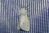 Spilosoma lubricipeda