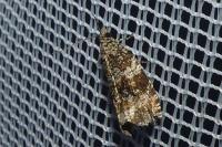 Celypha lacunana