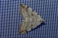 Aplocera efformata/plagiata