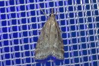 Eudonia pallida