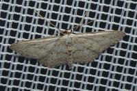 Idaea seriata
