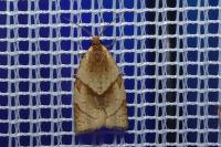 Clepsis rurinana
