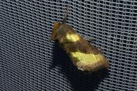 Diachrysia chrysitis