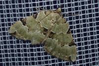Colostygia pectinataria