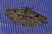 Peribatodes rhomboidaria
