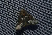 Oligia