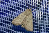 Charanyca trigrammica