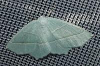 Campaea margaritaria