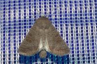 Hoplodrina ambigua
