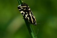 Emmelia trabealis