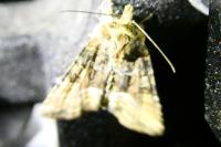 Oligia