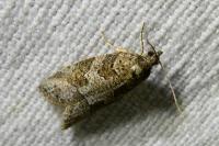 Cnephasia