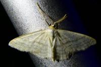 Idaea subsericeata
