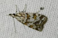 Scoparia pyralella