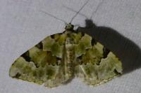 Colostygia pectinataria