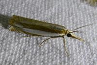 Crambus pascuella
