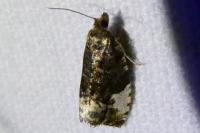 Hedya pruniana