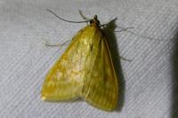Sitochroa verticalis