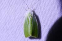 Earias clorana