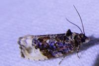 Hedya nubiferana