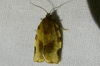 Choristoneura hebenstreitella