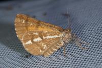 Bupalus piniaria